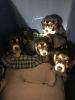 7 week old beagle puppies for sale