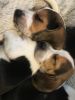 Akc beagle puppies