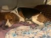 7 Month Old Beagle Purebred