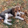 Beagle 4-5 Month Old