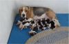 beagle puppies for sales in chennai call xxxxxxxxxx