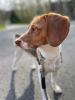 A beagle for sale