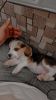 Beagle for sale 45 days old