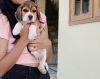 Beagle for adoption