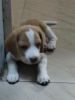 Male beagle puppy for sale