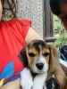 Beagle - Male, 2 months