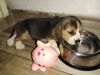 43 days old beagle puppy