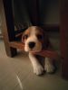 Beagle puupy