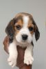Beagle Male Puppy for sale