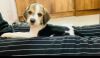 Beagle puppy available for sale immediately