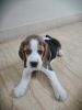 Beagle For Sale NCR