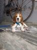 Beagle of 3 months is for sale. Will be available in negotiable price