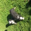 Beautiful Bearded Collie Pups For Sale