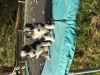 Beautiful Beardie Cross Border Collie Puppies