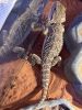 Bearded dragon in need of good home !!