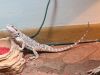 6 month old bearded dragon