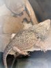 Bearded dragon and home for sale