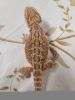 Baby bearded dragon for sell