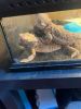 2 dragons need new home