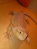 2 bearded dragons for sale