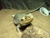 Bearded dragon in need of good home :)