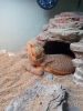 Two bearded dragons a year old with cages