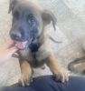 Very cute puppy in need of good home