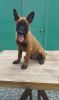 Well Trained Belgian Malinois puppies For Sale
