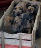 Belgium Malnoise puppies for sale