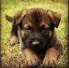 Shepinois puppies for sale