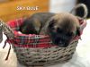 Belgian malinois puppies **experienced owners**