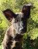 6 Month Old Female Fixed Begiun Malinois
