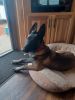 Abby our Belgium Malinois is a good dog! Has alot of energy!
