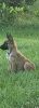 6 Month Old Pure bred Belgian Malinois free to first responder