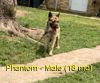 Unregistered Belgian Malinois Dogs For Sale