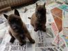 Malinois Puppies Available