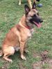 Awesome Belgian malinois for sale to approved home ONLY
