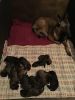 Belgian Malinois - All n One dog for you or family