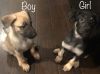 Shepinois Puppies