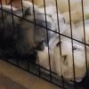 Belgian Shepherd Husky mix puppies for sale