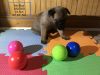 Belgian Malinois Puppies For Sale