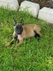 Belgian malinois puppy for sale