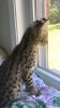 Serval kitten needs new home