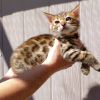 Tica registered bengal kittens available in Florida