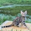 Luxurious Bengal kittens