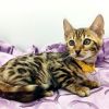 Bengal kittens Males and females