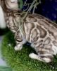 Lovely Bengals for adoption