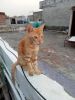 Parsian Cat for sale