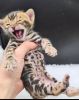 Cute and lovely Bengal kittens