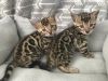 Stunning Bengle Kittens for sale